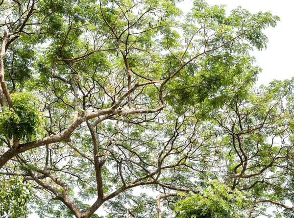 büyük ağaç dalları ile