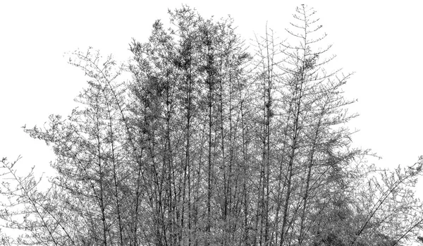 Czarno-biały bambus z liści na białym tle z kopii — Zdjęcie stockowe