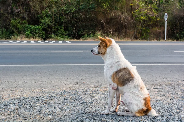 Köpek sahibinin üzerinde yol kenarında bekliyor