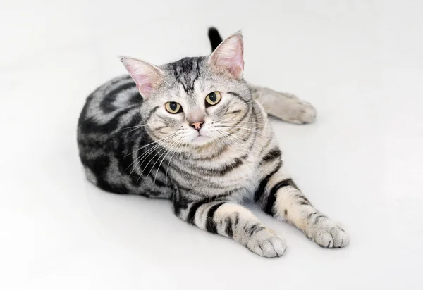 American gato shorthair está sentado e olhando para a frente . — Fotografia de Stock