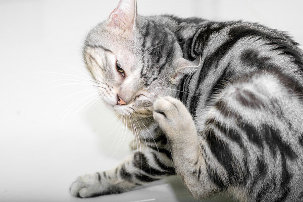 American shorthair cat is sitting and looking forward.