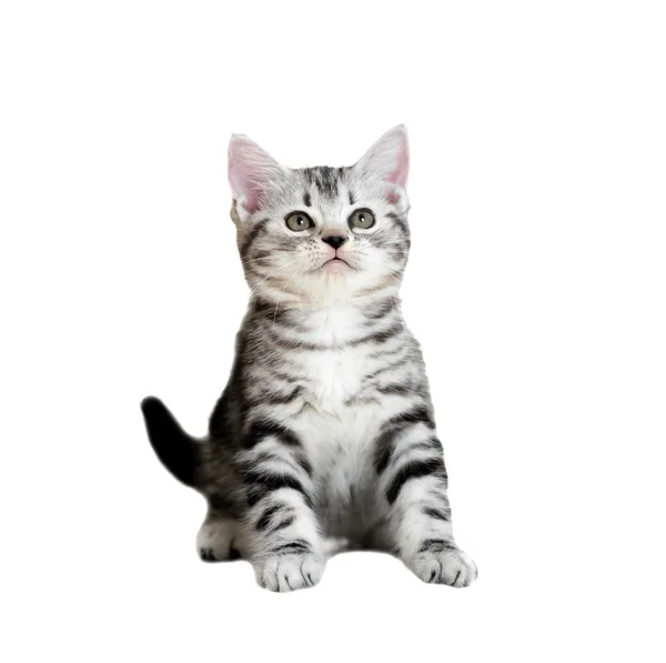 Cute American shorthair cat kitten. Isolated o white background — Stock Photo, Image