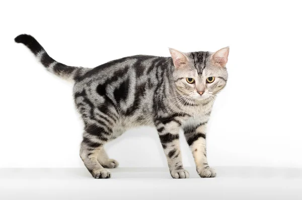 American shorthair gato está mirando hacia adelante . — Foto de Stock