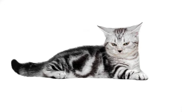 Leuke Amerikaanse korthaar kat kitten. Geïsoleerde o witte achtergrond — Stockfoto