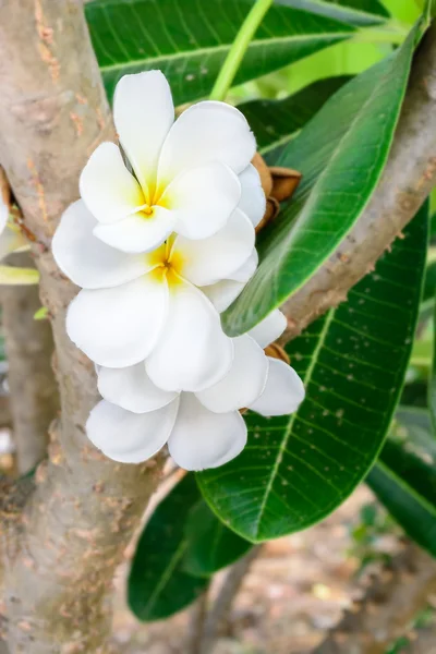 Frangipani tropikal çiçekleri, Plumeria çiçekleri taze — Stok fotoğraf