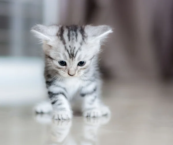 可爱的美国短毛猫猫小猫 — 图库照片