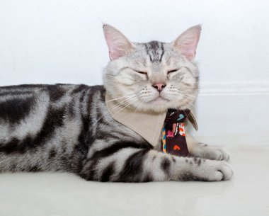 Kravat ve kopya alanı ile uyku ile Amerikalı stenografi kedi