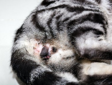 Neutering of American shorthair cat clipart