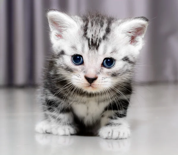 Ładny Amerykanin Stenografia kot kotek — Zdjęcie stockowe