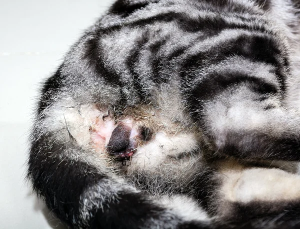 Amerikalı stenografi kedi neutering