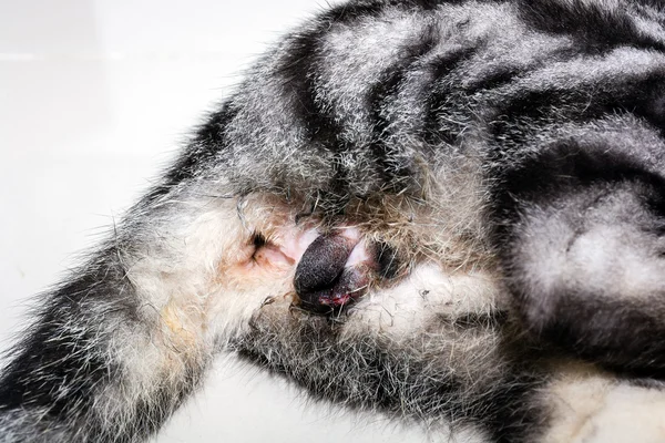 Amerikalı stenografi kedi neutering