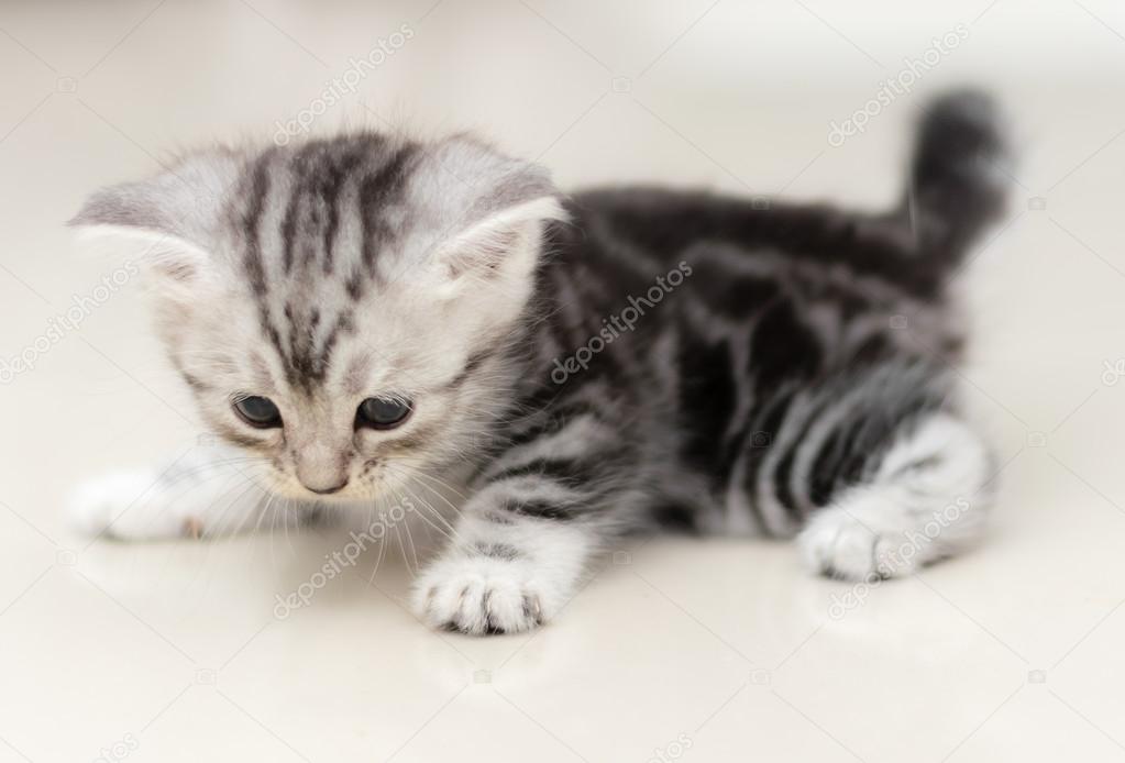 cute amerikaanse korthaar kat kitten — stockfoto © topphotoengineer
