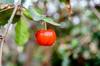 Kırmızı ve tatlı kiraz dal kopya alanı ile