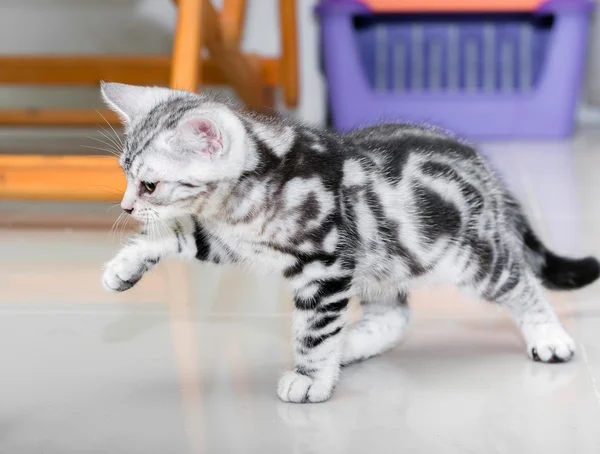 복사 공간 귀여운 미국 shorthair 고양이 고양이 — 스톡 사진