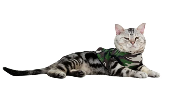 Amerikalı stenografi kedi askeri T-shirt üzerinde. İzole üzerinde beyaz ba — Stok fotoğraf