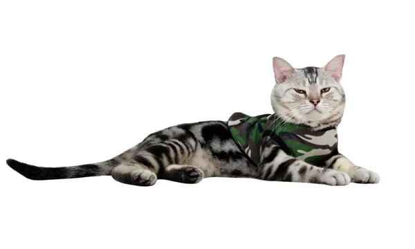 Amerikalı stenografi kedi askeri T-shirt üzerinde. İzole üzerinde beyaz ba