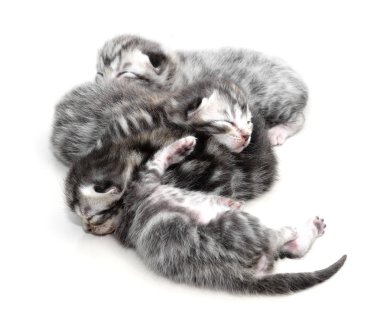 Şirin Amerikalı stenografi kedi kedi kopya alanı ile