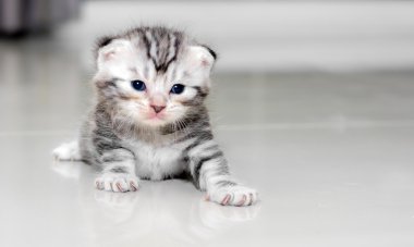 Şirin Amerikalı stenografi kedi kedi kopya alanı ile