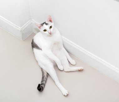 Beyaz kedi kopya alanı ile dört gözle bekliyor