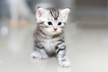 Şirin Amerikalı stenografi kedi kedi kopya alanı ile