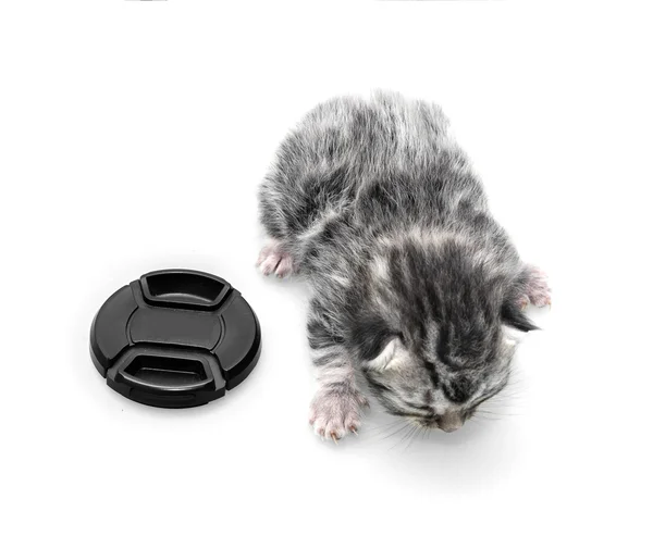 Милий американська короткошерста кішка кошеня з копією простір — стокове фото