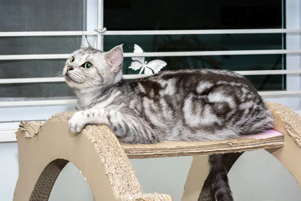 American gato shorthair está sentado e olhando para a frente — Fotografia de Stock