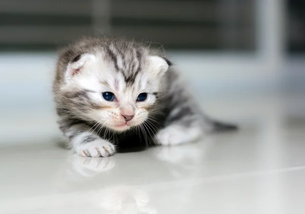 Chaton chat américain mignon à poil court avec espace de copie — Photo