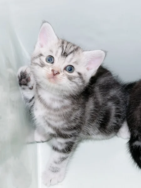 Şirin Amerikalı stenografi kedi kedi kopya alanı ile