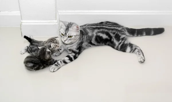 American shorthair cat family. Mom cat with kitten — Stock Photo, Image