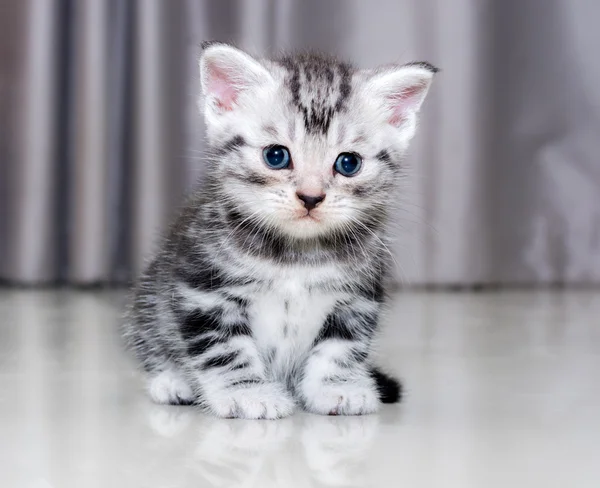 Carino gatto americano stenografia gattino con spazio copia — Foto Stock