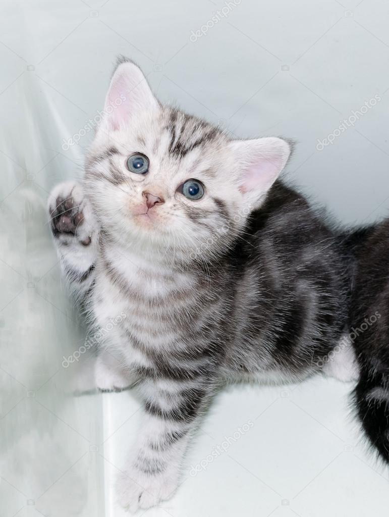 コピー スペースを持つかわいいアメリカンショートヘア猫子猫 ストック写真 C Topphotoengineer コピー スペースを持つかわいいアメリカンショートヘア猫子猫 ストック写真 C Topphotoengineer