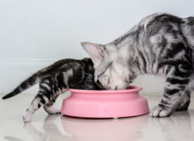 Amerikalı stenografi kedi ailesi. Anne kedi yavru kedi yemek yeme ile