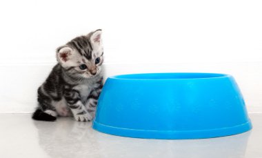 Amerikalı stenografi kedi gıda kopya alanı ile bekliyor