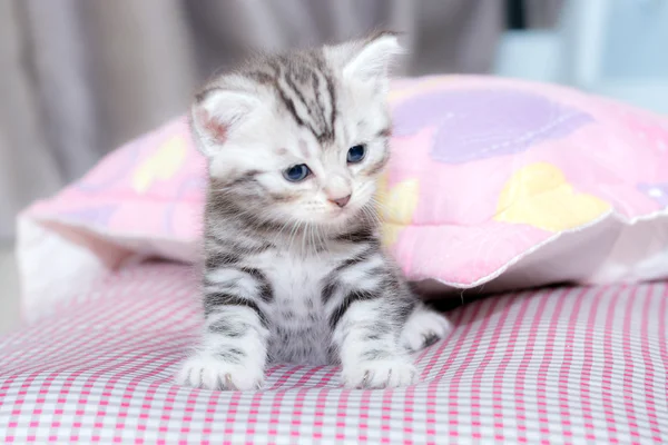 コピー スペースを持つかわいいアメリカンショートヘア猫子猫 — ストック写真