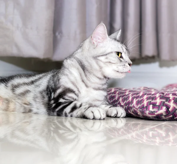 Crazy funny American shorthair cat with yellow eyes and protrudi