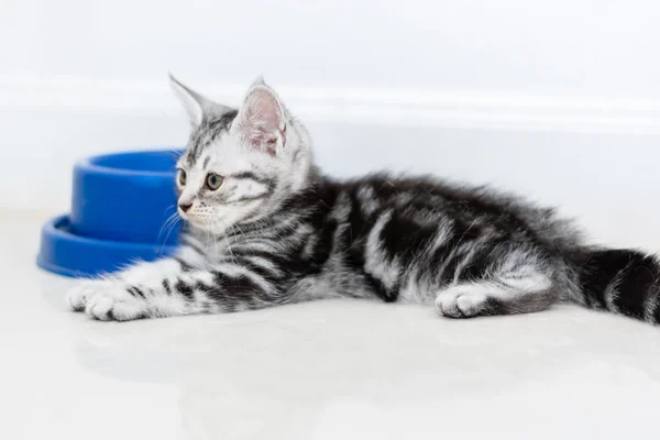 Amerikaanse korthaar kat eten met kopie ruimte te wachten — Stockfoto