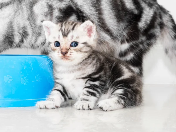 Cute American shorthair cat kitten with copy space — Stock Photo, Image