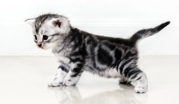 Kucing bulu pendek Amerika yang lucu dengan ruang fotokopi — Stok Foto