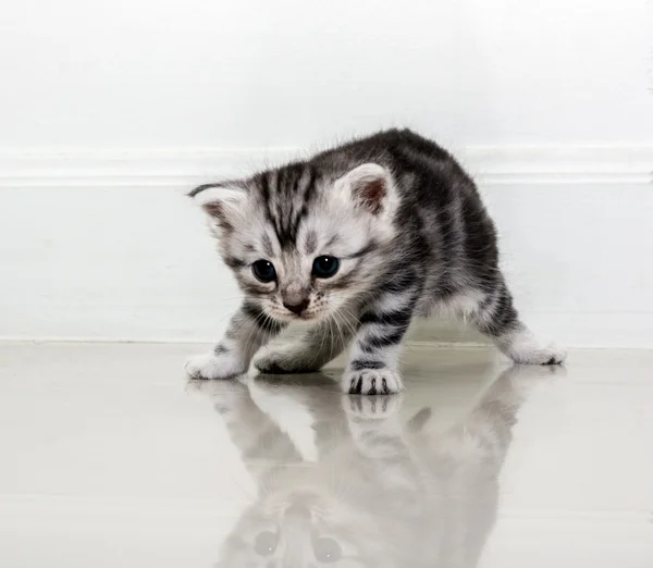 Cute American shorthair cat kitten with copy space — Stock Photo, Image