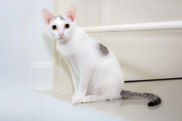 흰색 고양이 복사 공간 기대 — 스톡 사진