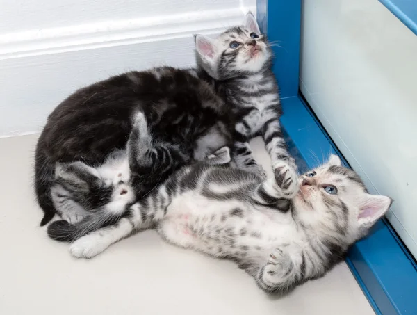 Gatinho americano bonito do gato do shorthair com espaço da cópia — Fotografia de Stock