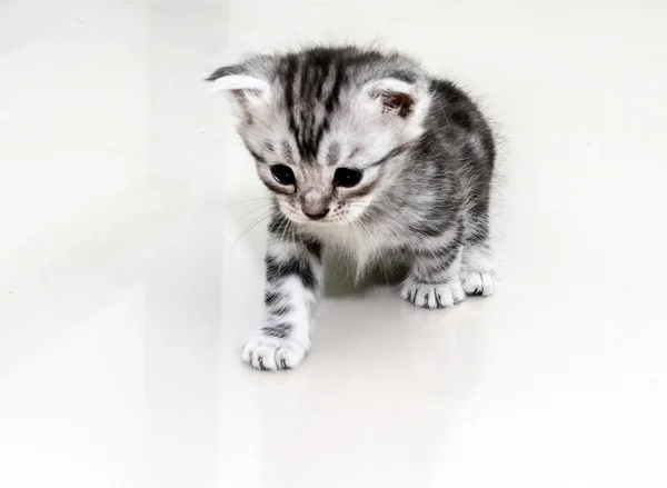 Şirin Amerikalı stenografi kedi kedi kopya alanı ile — Stok fotoğraf