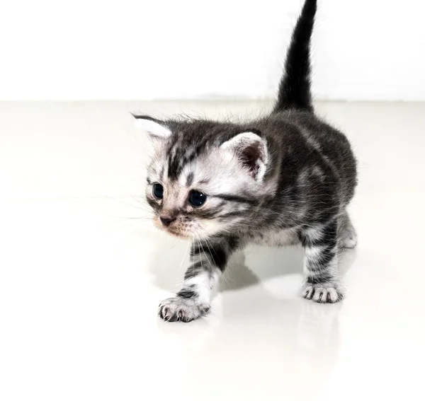 Cute American shorthair cat kitten with copy space — Stock Photo, Image