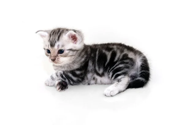 Chaton chat américain mignon à poil court avec espace de copie — Photo