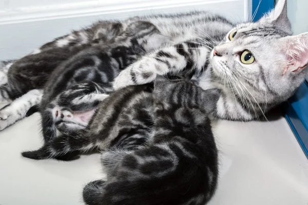 American shorthair mother cat was breastfeeding — Stock Photo, Image