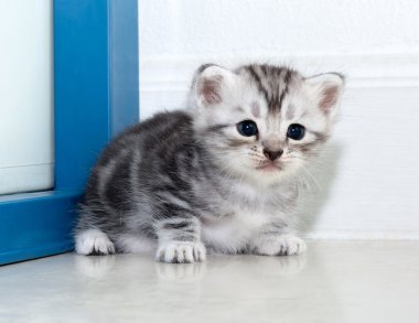 Şirin Amerikalı stenografi kedi kedi kopya alanı ile