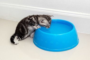 Şirin Amerikalı stenografi kedi kedi kopya alanı ile