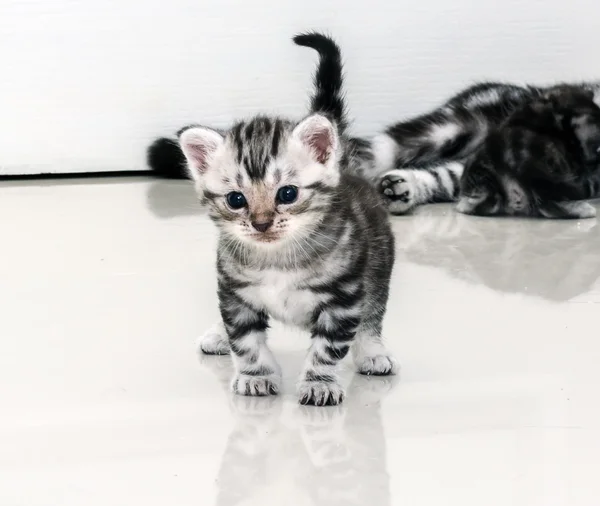 American shorthair mãe gato estava amamentando — Fotografia de Stock