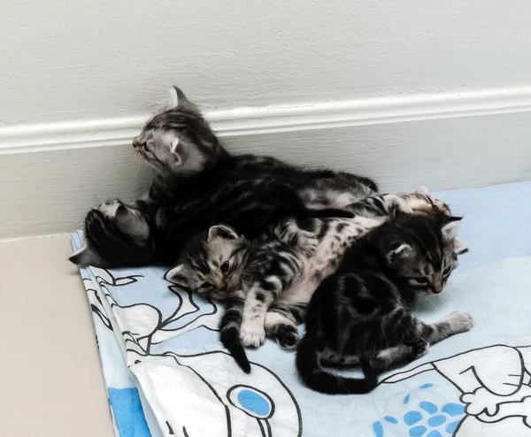 Lindo americano taquigrafía gato gatito con copia espacio —  Fotos de Stock