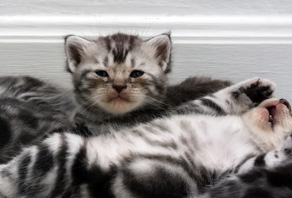 Şirin Amerikalı stenografi kedi kedi kopya alanı ile — Stok fotoğraf